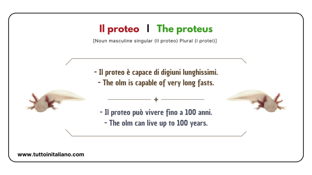 Easy learn 20 names of Reptiles and Amphibians in Italian with examples. 23 Reptiles and amphibians in Italian