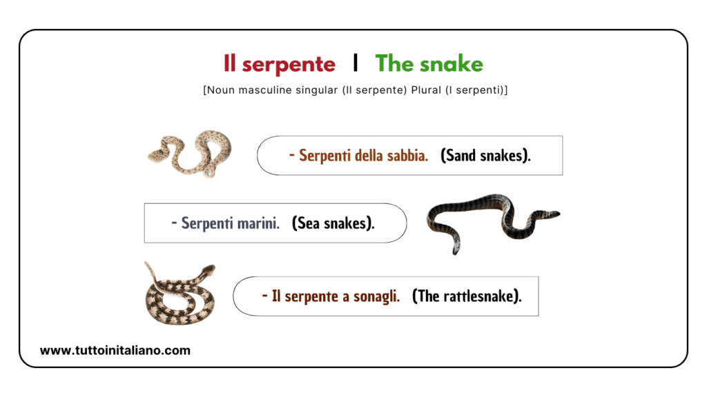 Easy learn 20 names of Reptiles and Amphibians in Italian with examples. 16 Reptiles and amphibians in Italian