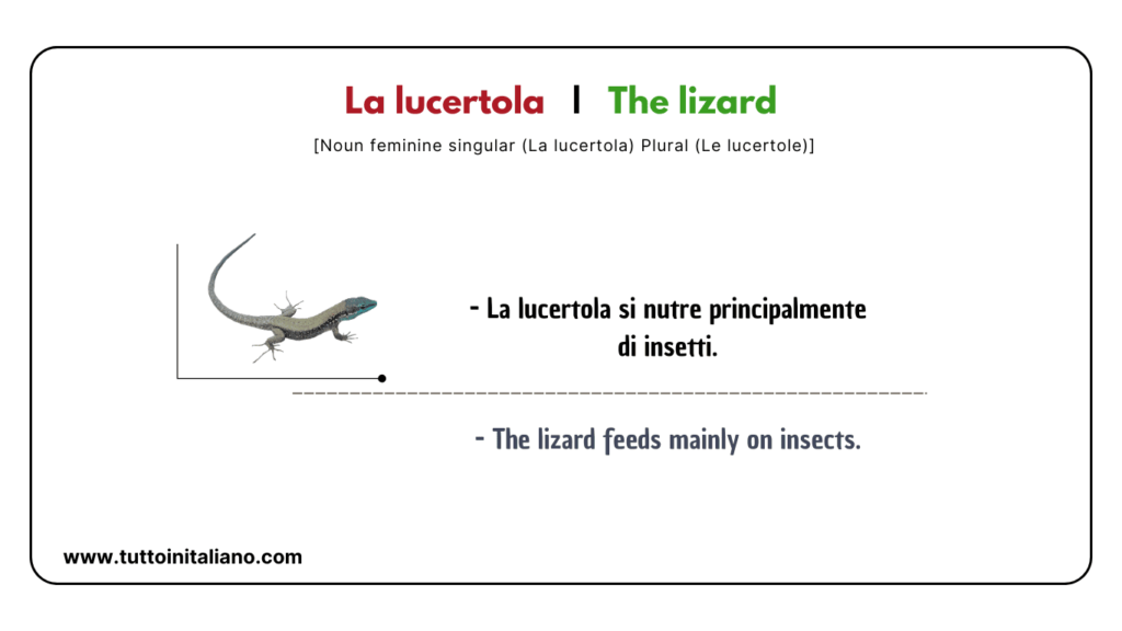 Easy learn 20 names of Reptiles and Amphibians in Italian with examples. 24 Reptiles and amphibians in Italian