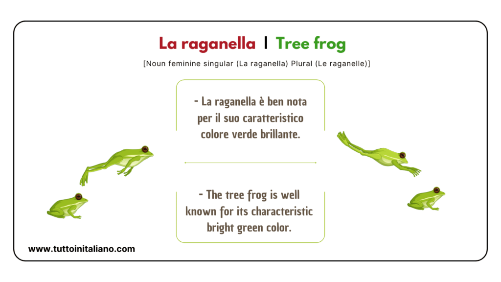 Easy learn 20 names of Reptiles and Amphibians in Italian with examples. 7 Reptiles and amphibians in Italian