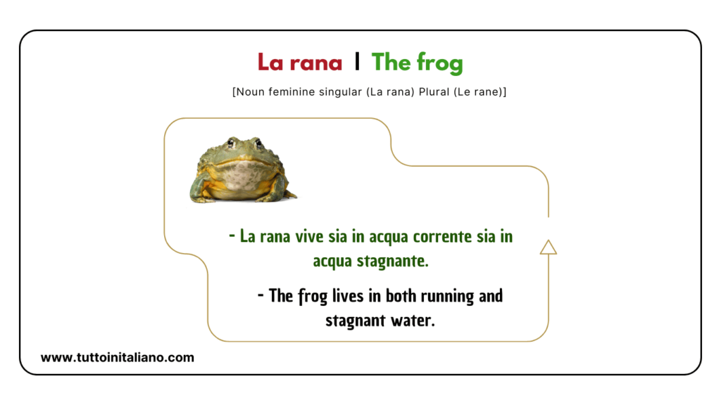 Easy learn 20 names of Reptiles and Amphibians in Italian with examples. 6 Reptiles and amphibians in Italian