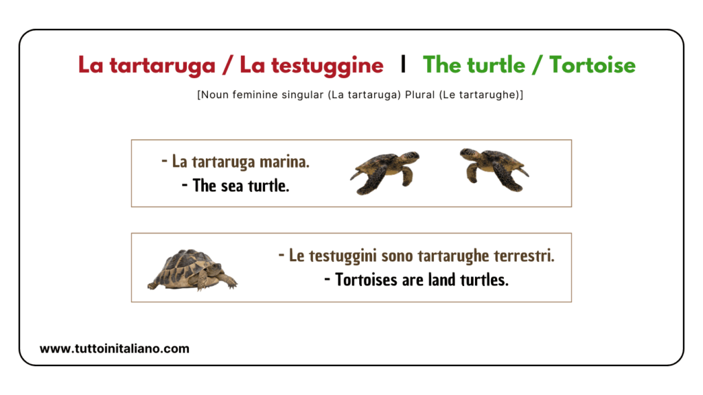 Easy learn 20 names of Reptiles and Amphibians in Italian with examples. 8 Reptiles and amphibians in Italian