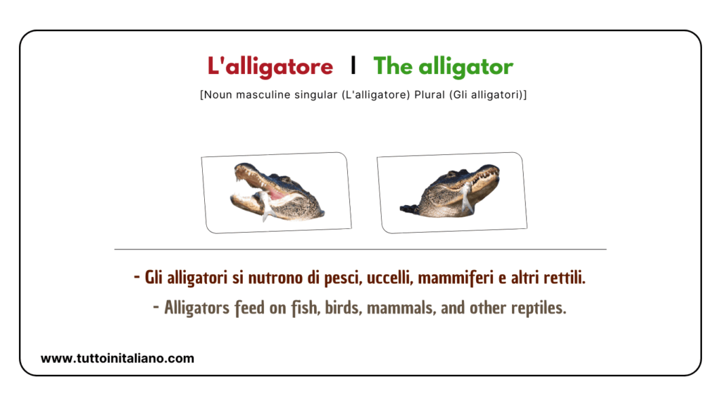 Easy learn 20 names of Reptiles and Amphibians in Italian with examples. 14 Reptiles and amphibians in Italian