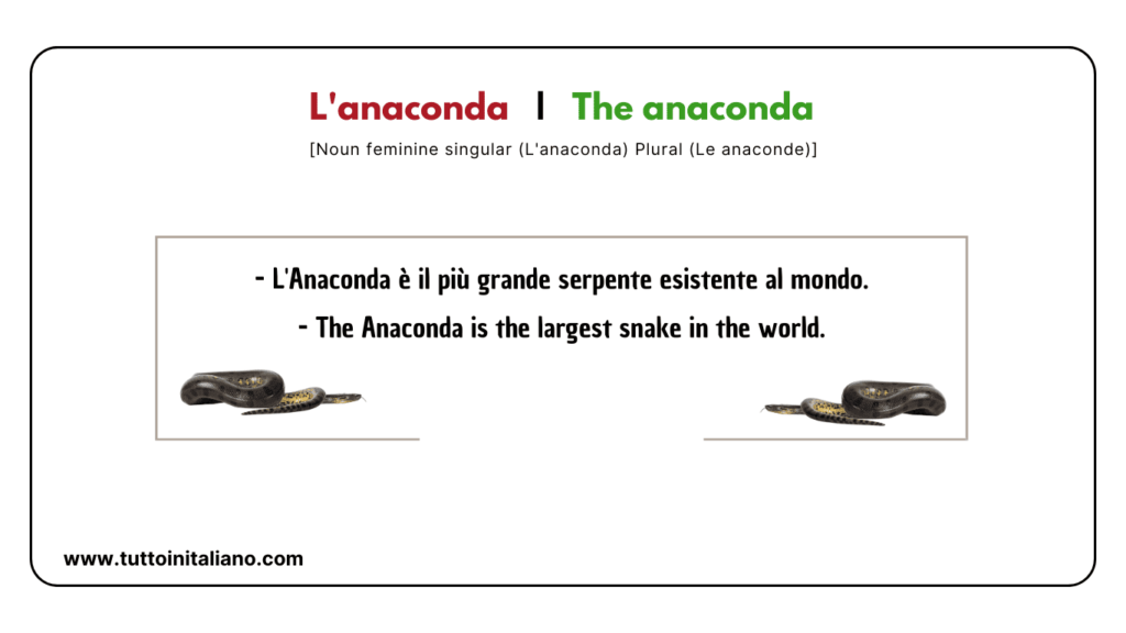 Easy learn 20 names of Reptiles and Amphibians in Italian with examples. 22 Reptiles and amphibians in Italian