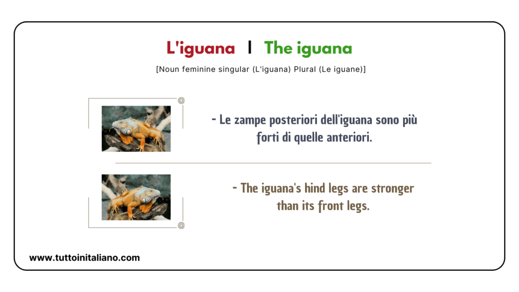Easy learn 20 names of Reptiles and Amphibians in Italian with examples. 29 Reptiles and amphibians in Italian