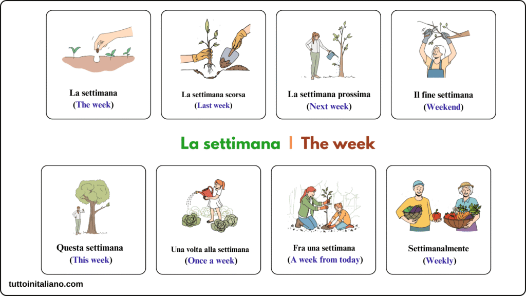 La settimana / The week 2 The week in Italian