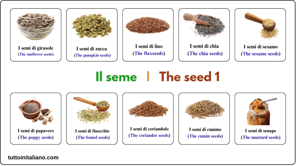 Learn the Italian language A1 The seed