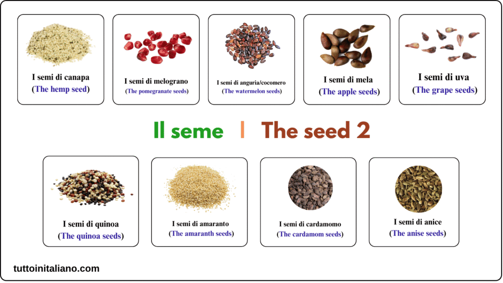 Learn the Italian language A1 The seed