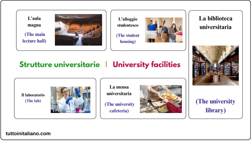 Learn Italian vocabulary about the university 